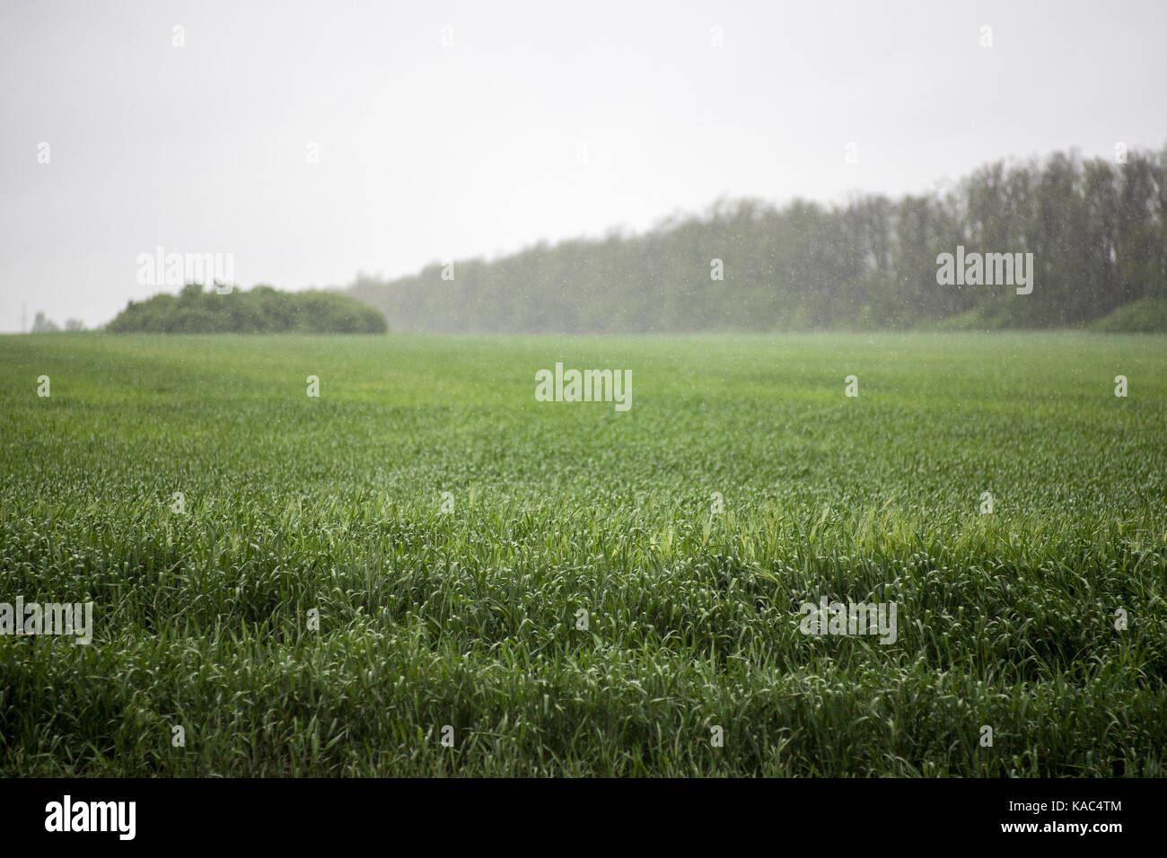 Green meadow under blue sky with clouds Stock Photo - Alamy
