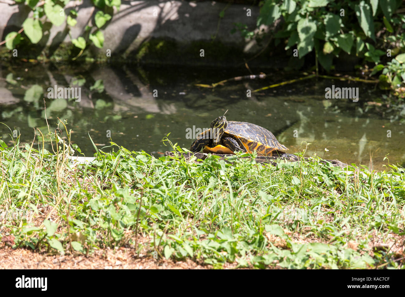Snapping turtle macro hi-res stock photography and images - Alamy