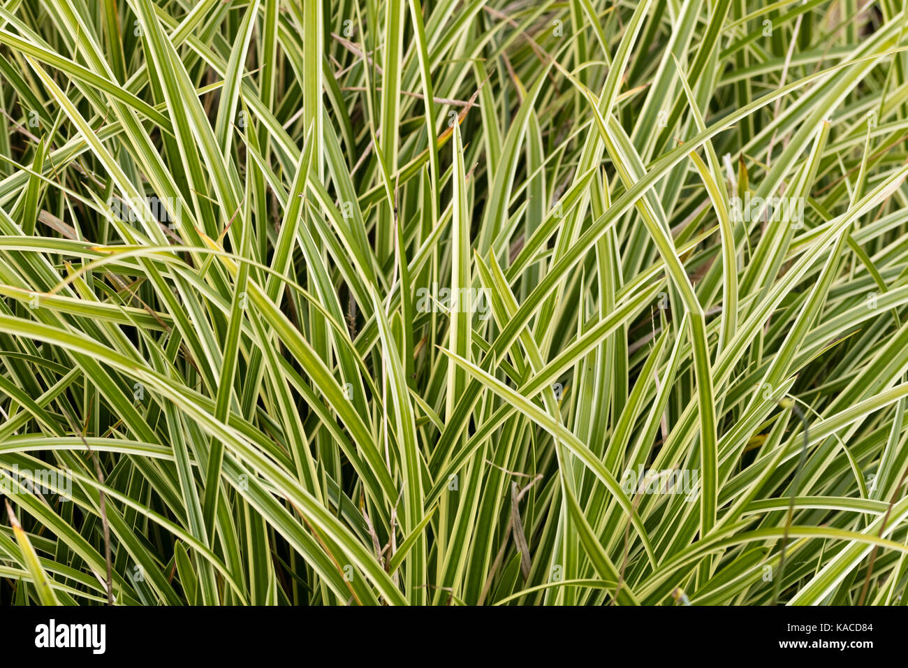 Linear white variegation in the foliage of the low growing evergreen sedge, Carex morrowii 'Ice Dance' Stock Photo