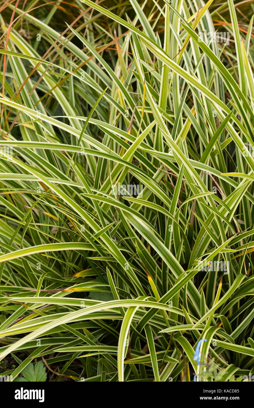 Linear white variegation in the foliage of the low growing evergreen sedge, Carex morrowii 'Ice Dance' Stock Photo