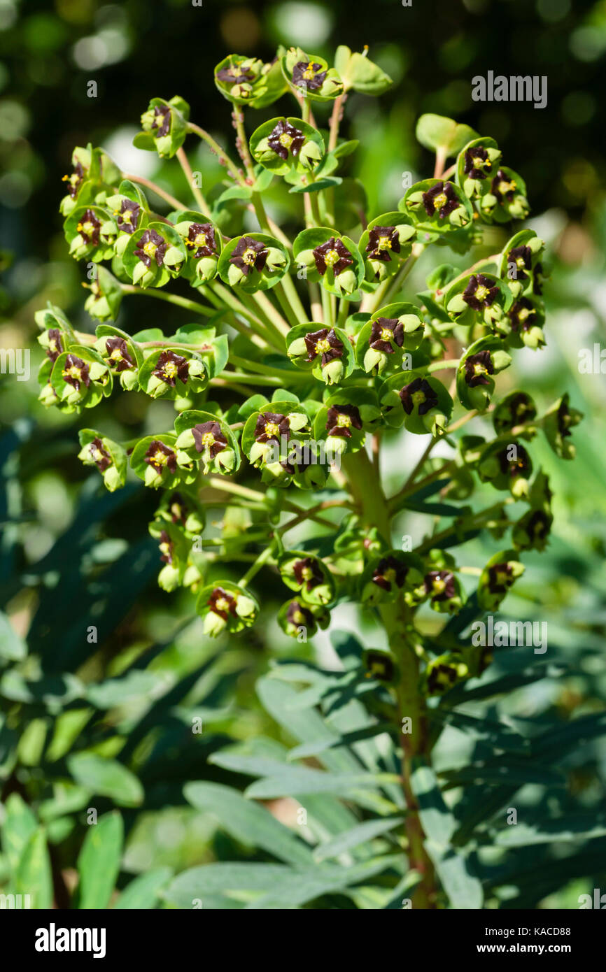 Dark eyed flowers in the head of the hybrid spurge, Euphorbia x martinii Stock Photo