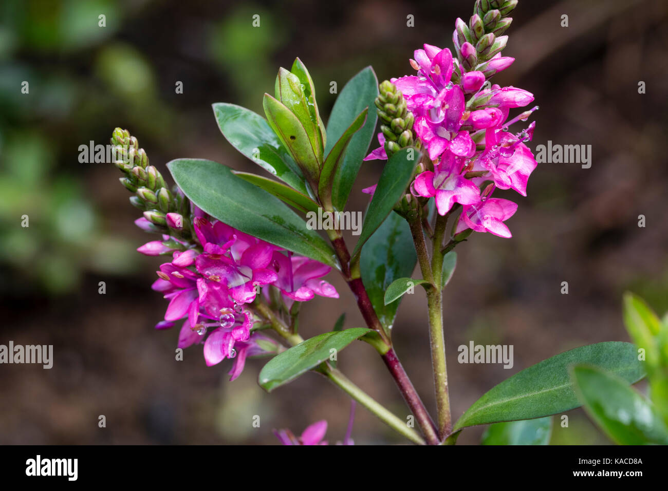 Pink flowers of the small evergreen shrub, Hebe 'Pink Paradise' Stock Photo