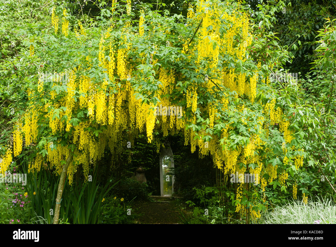 Laburnum tunnel with plants of Laburnum × watereri 'Vossii' trained over an archway in a Devon garden Stock Photo
