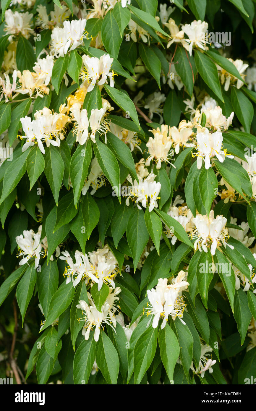 White flowers of the later sping flowering Amur honeysuckle, Lonicera maackii Stock Photo