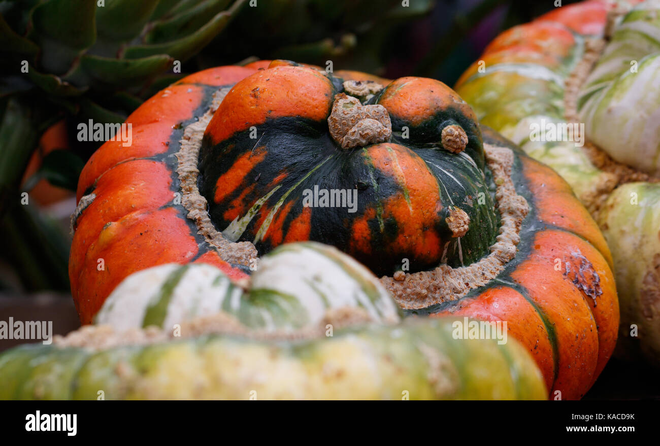 Close-up of big orange pumpkin. Autumn harvest concept Stock Photo - Alamy