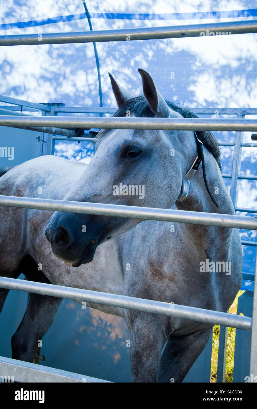 close up of horse head locked in the stall Stock Photo Alamy