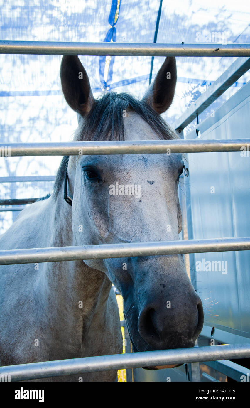 close up of horse head locked in the stall Stock Photo Alamy