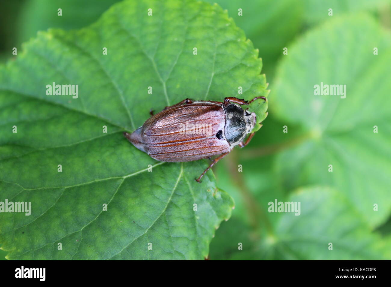 Chafer (also called 'May bug') enjoys a succulent leaf and not notice crept photographer! Stock Photo