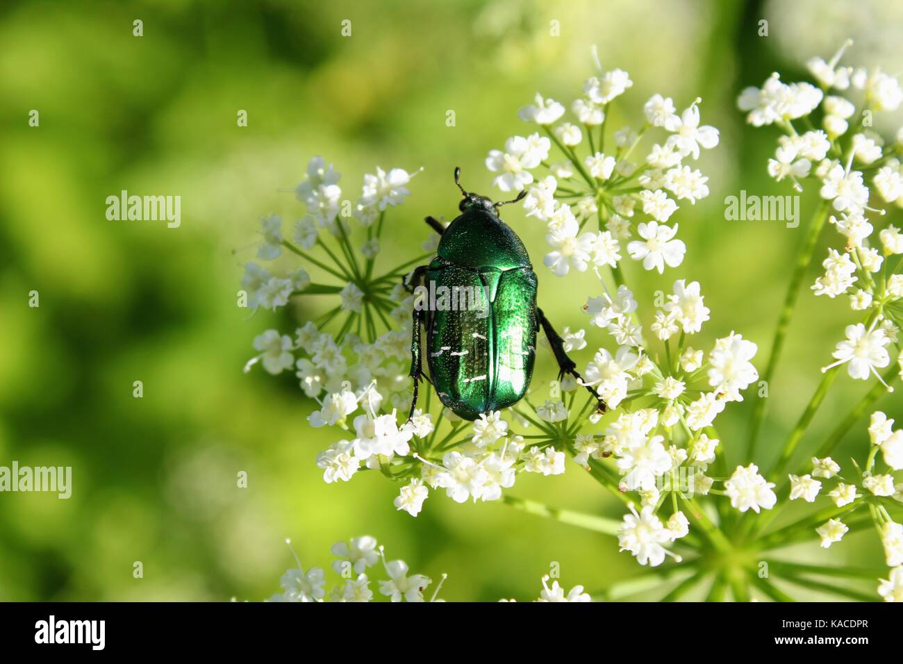 Beetle (Green Rose Chafer) decided to eat the pollen of the flower before anyone else Stock