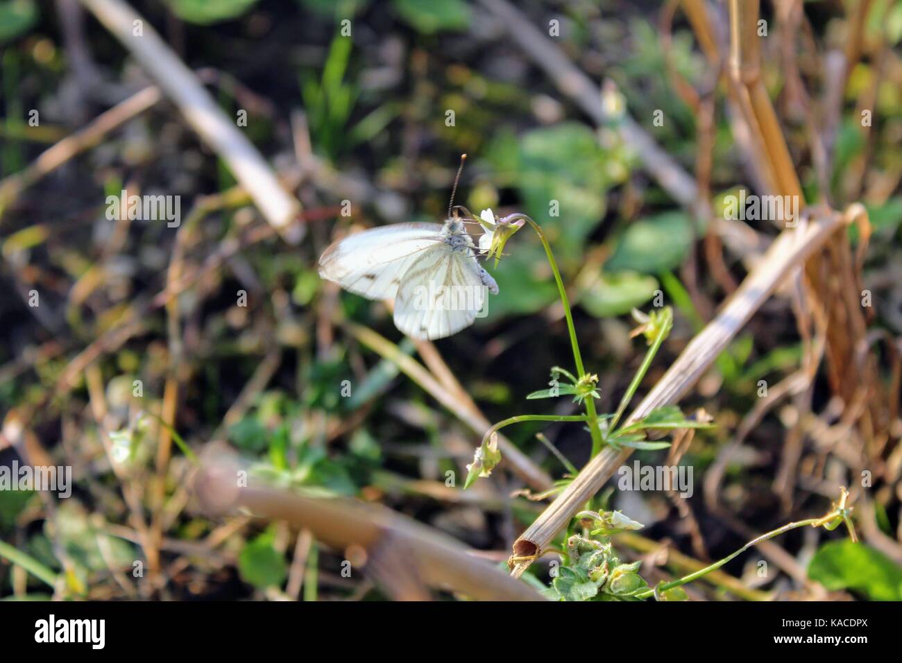 A white butterfly sits on the head of a flower Stock Photo - Alamy