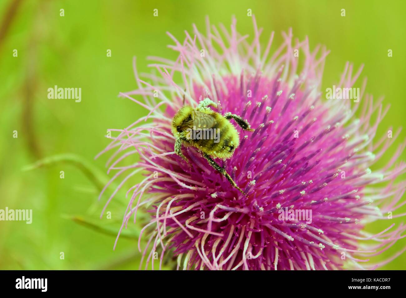 Bumblebee gathers nectar on a red-violet flower. Stock Photo