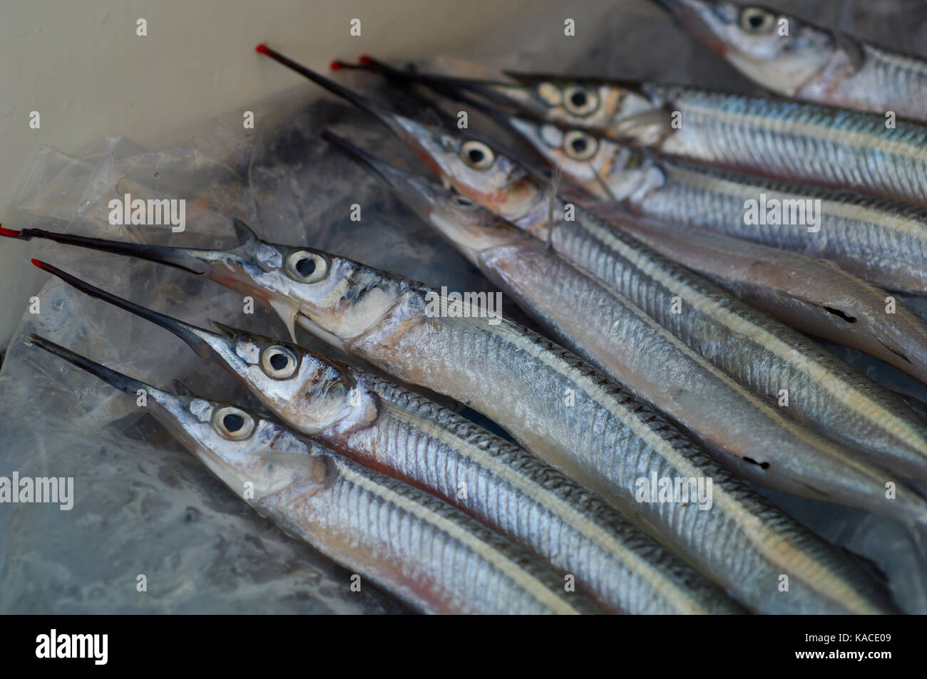 Ballyhoo bait fish ready for offshore fishing near Port Aransas Texas Stock  Photo - Alamy