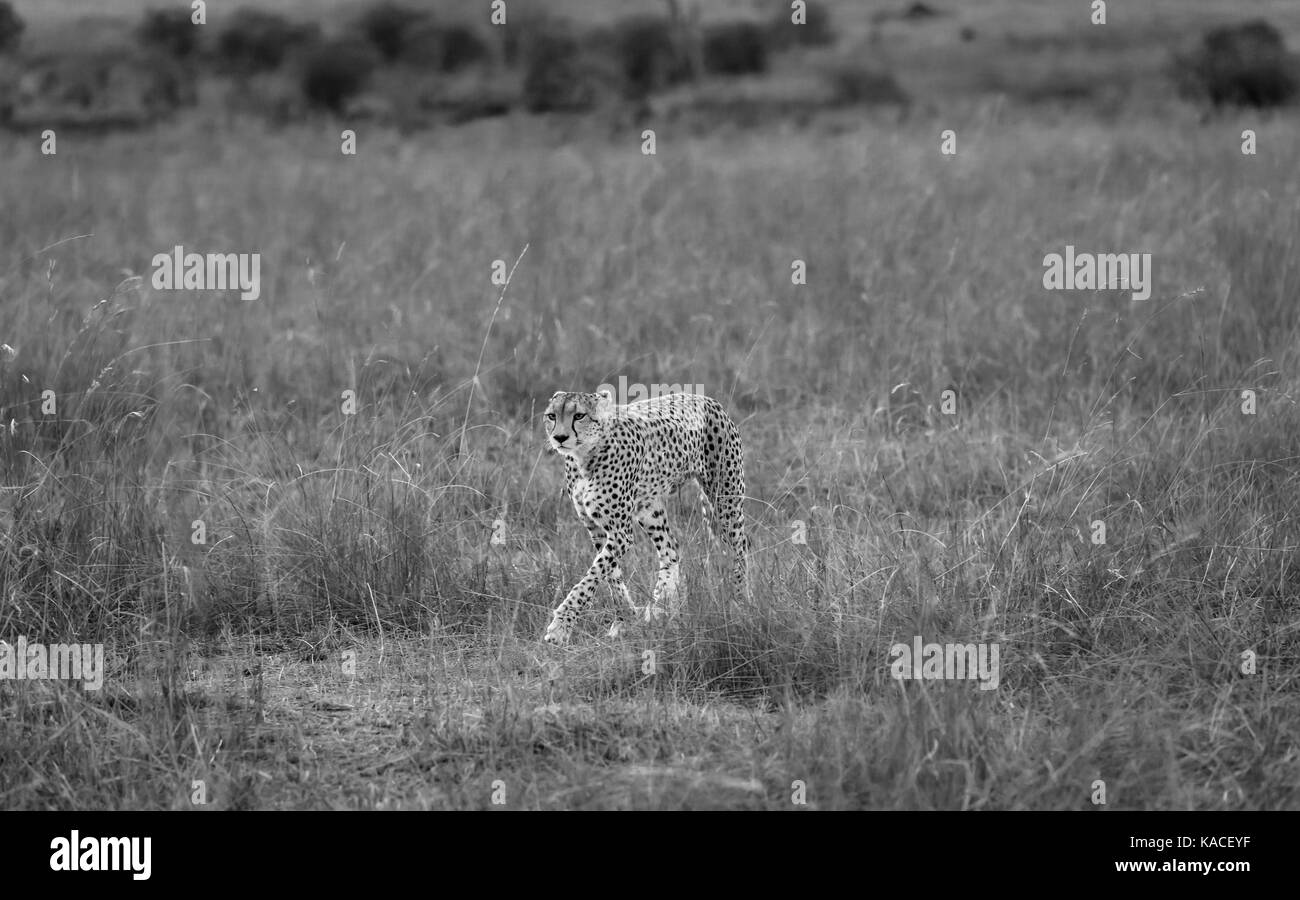 Adult cheetah (Acinonyx jubatus) gracefully walking through long grass in savannah, Masai Mara, Kenya in morning light Stock Photo