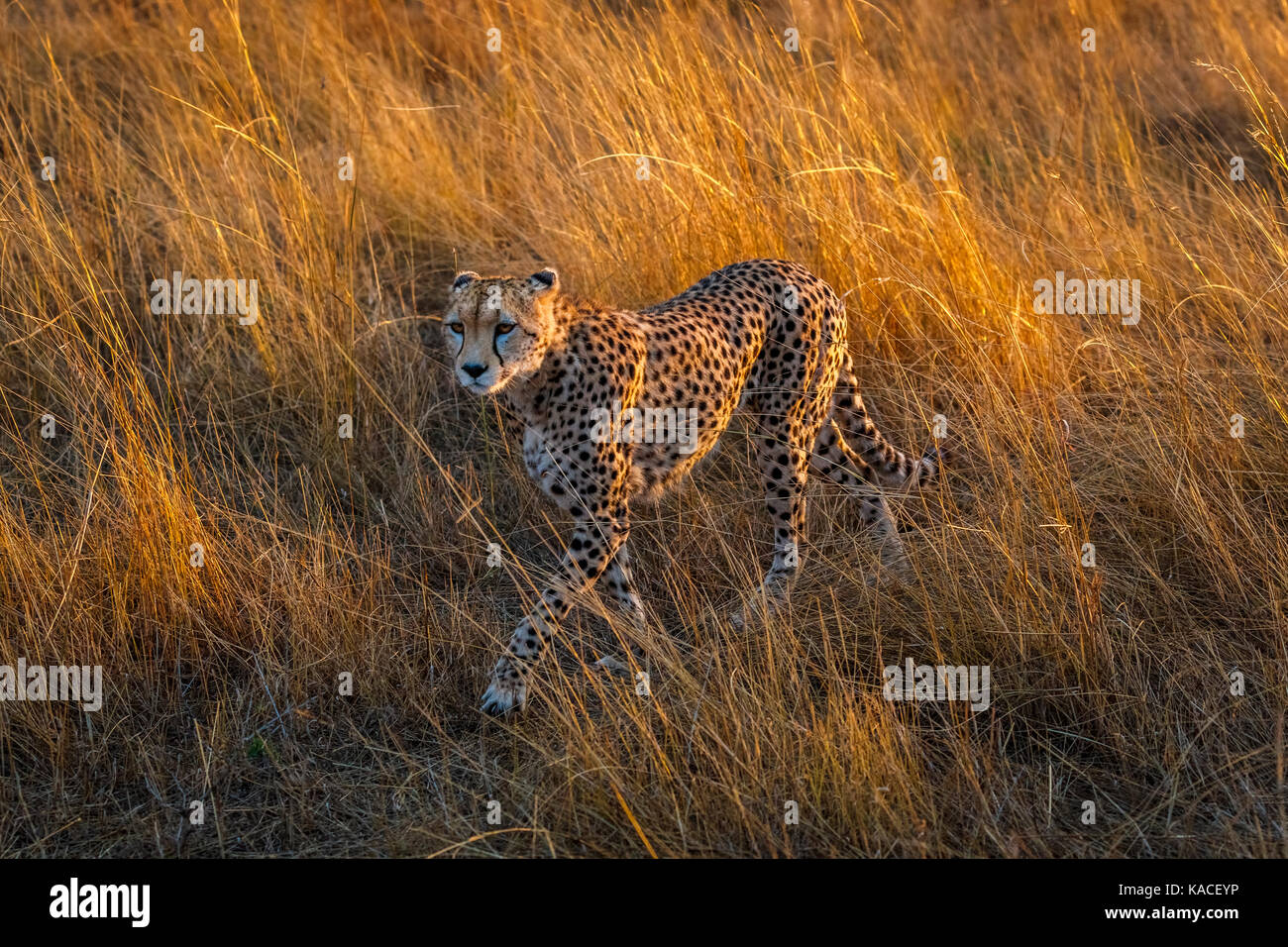 Adult cheetah (Acinonyx jubatus), Masai Mara, Kenya on the prowl walking stealthily through long grass in savannah in soft morning light Stock Photo