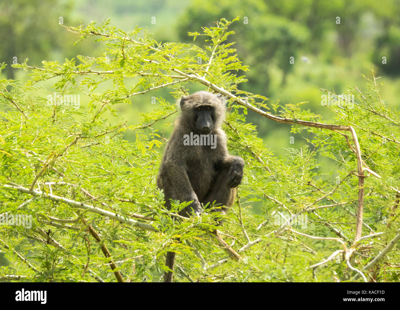 Baboon in the wild bush, Gurra, Omo Valley, Ethiopia Stock Photo