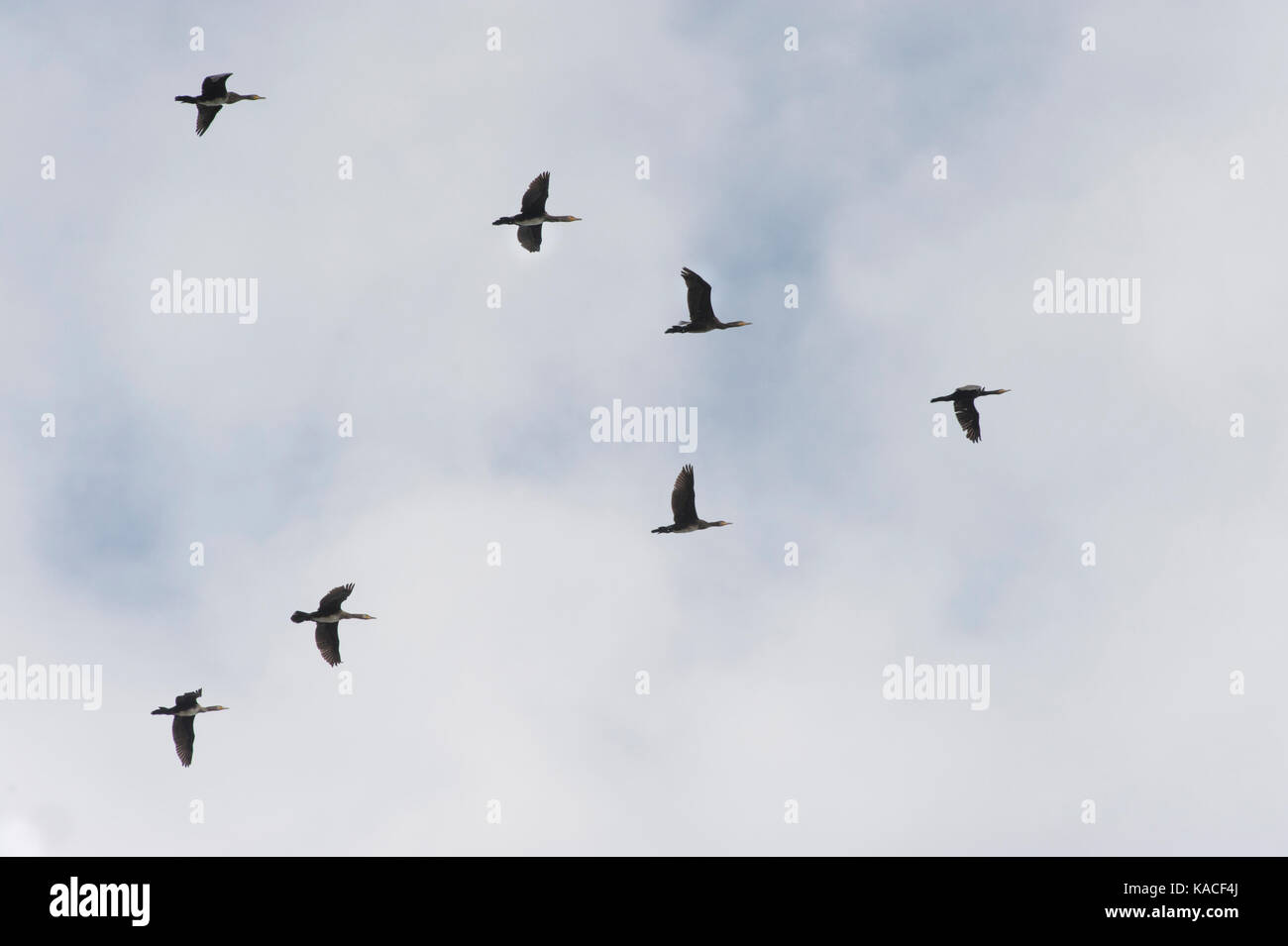 flock of Great Cormorant, Phalacrocorax carbo, in V-formation flight over Brent Reservoir, London, United Kingdom Stock Photo