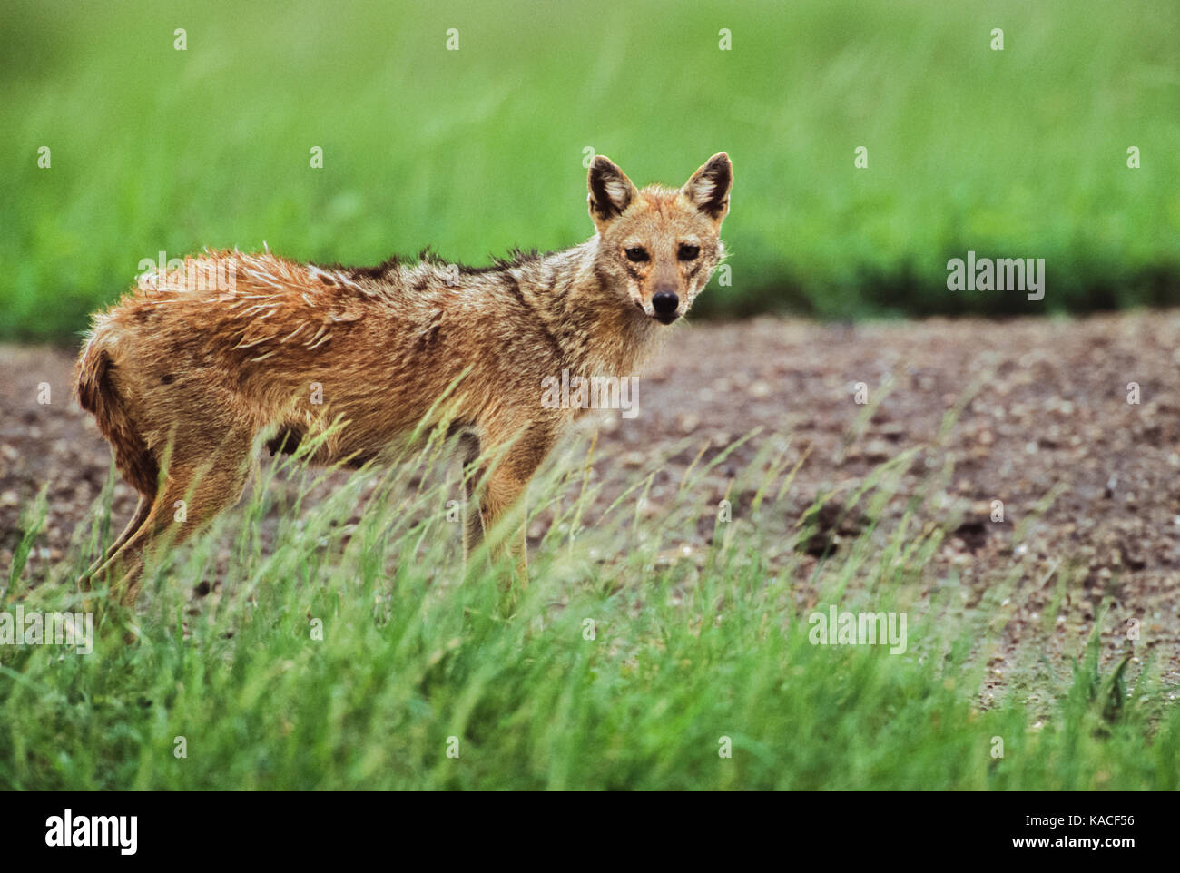 Female canis aureus indicus hires stock photography and images Alamy