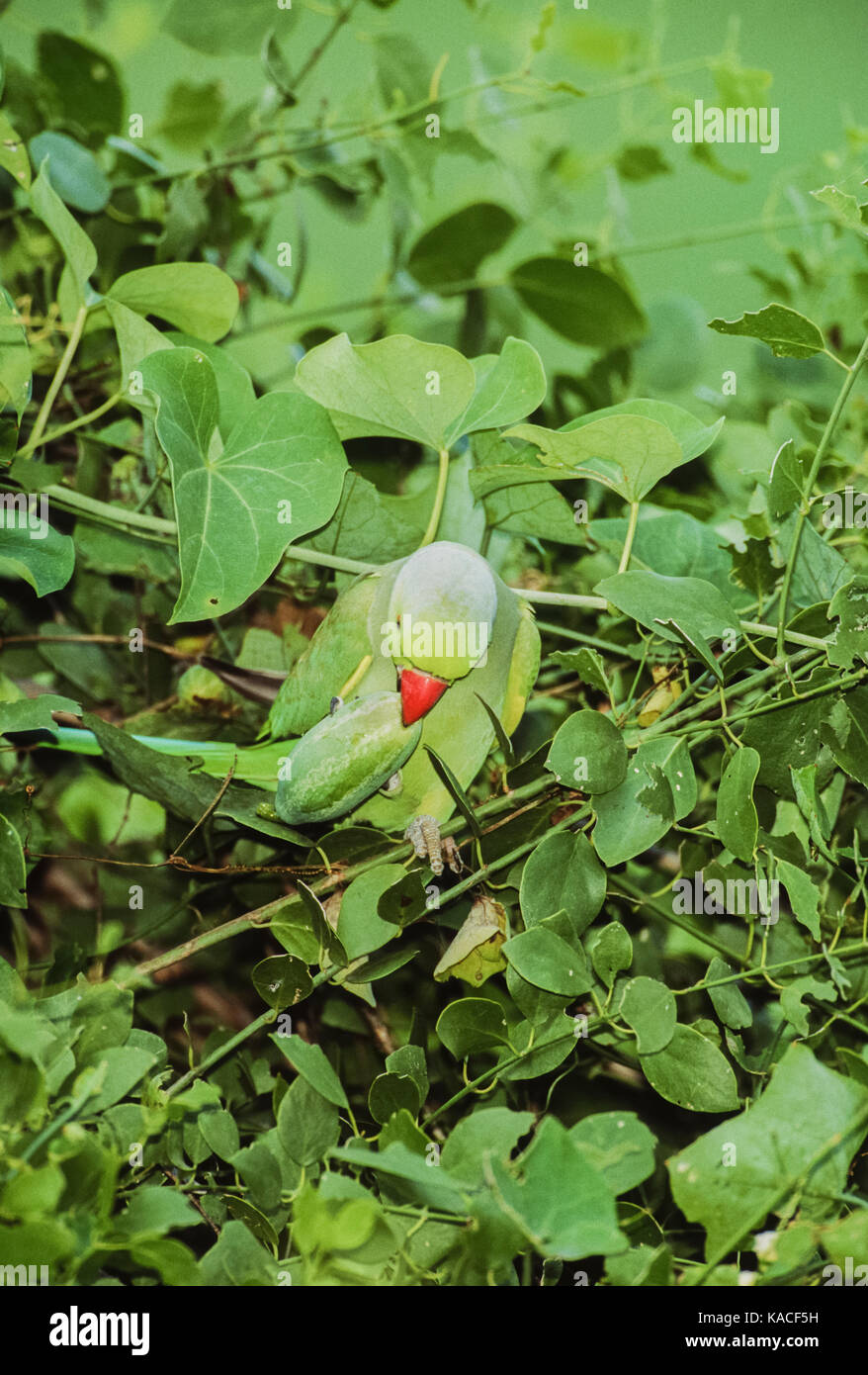 Ring necked parakeet, (Psittacula krameri), or Rose ringed parakeet, London, United Kingdom Stock Photo