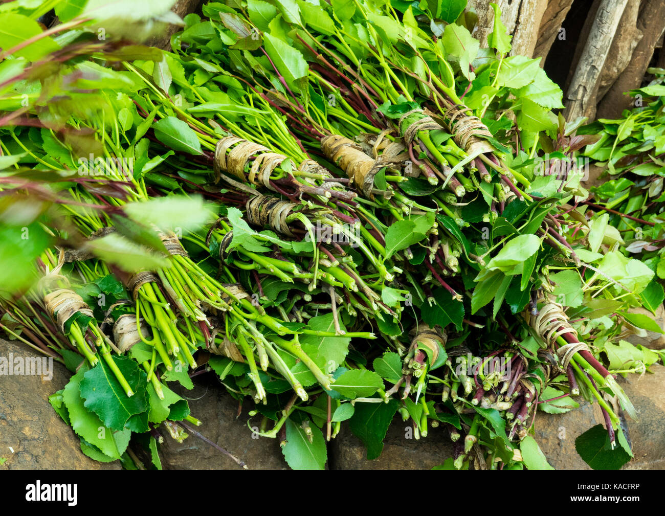 Khat Ethiopia Hi res Stock Photography And Images Alamy