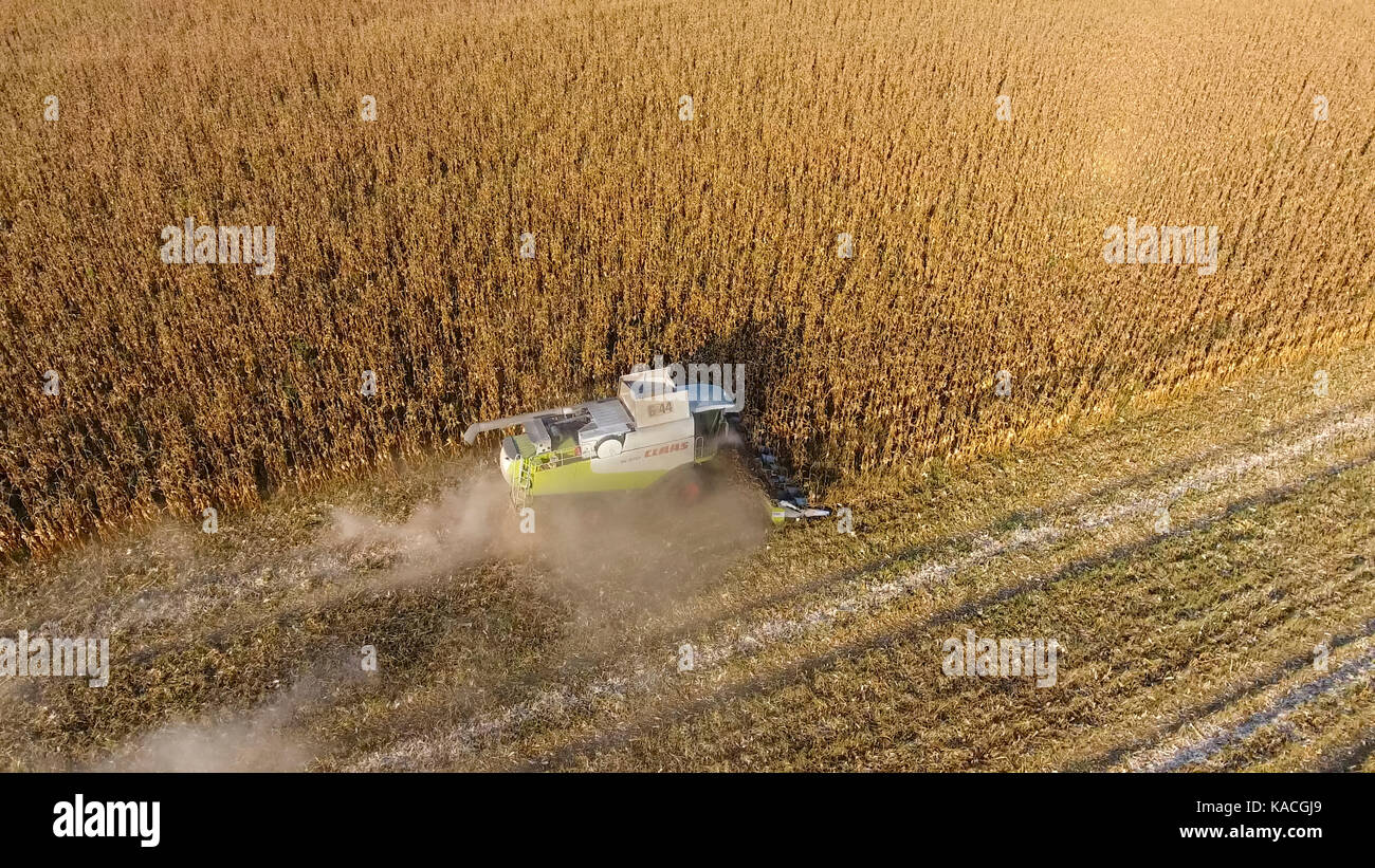 Harvester harvests corn. Collect corn cobs with the help of a combine ...