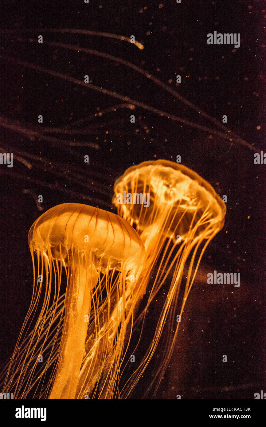 Japanese sea nettle Jellyfish, Chrysaora pacifica, can range in color