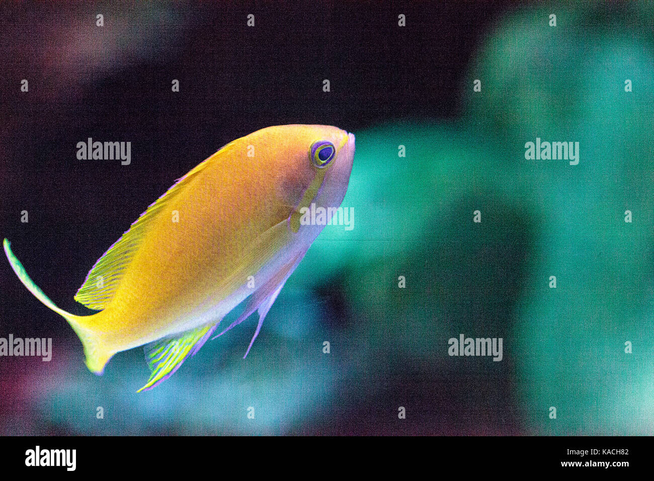 Female Lyretail fairy basslet fish Pseudanthias squamipinnis swims over a coral reef in the ocean. Stock Photo