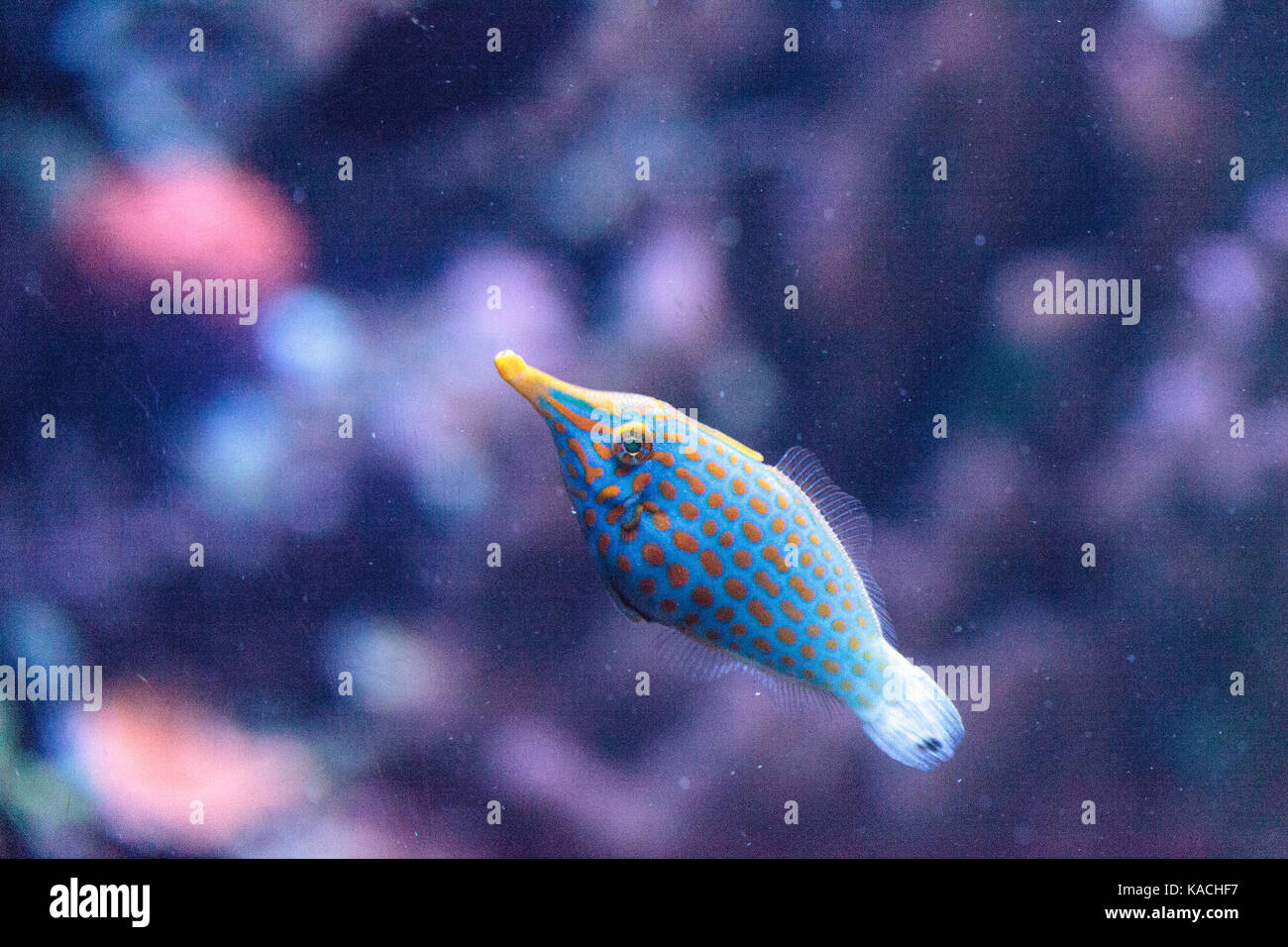 Orange spotted filefish Oxymonacanthus longirostris is found in the Indo-Pacific Oceans Stock Photo