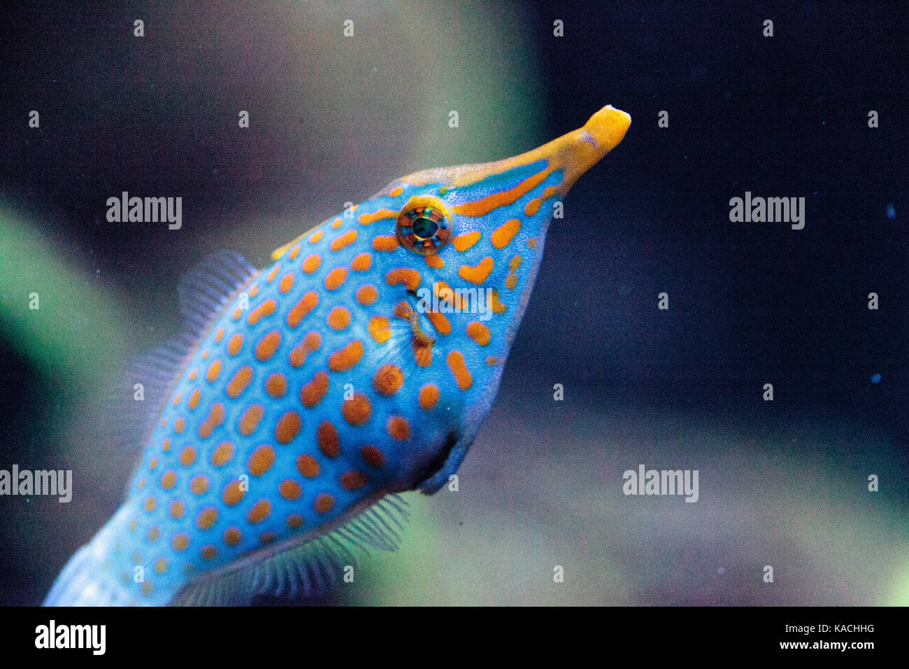 Orange spotted filefish Oxymonacanthus longirostris is found in the Indo-Pacific Oceans Stock Photo