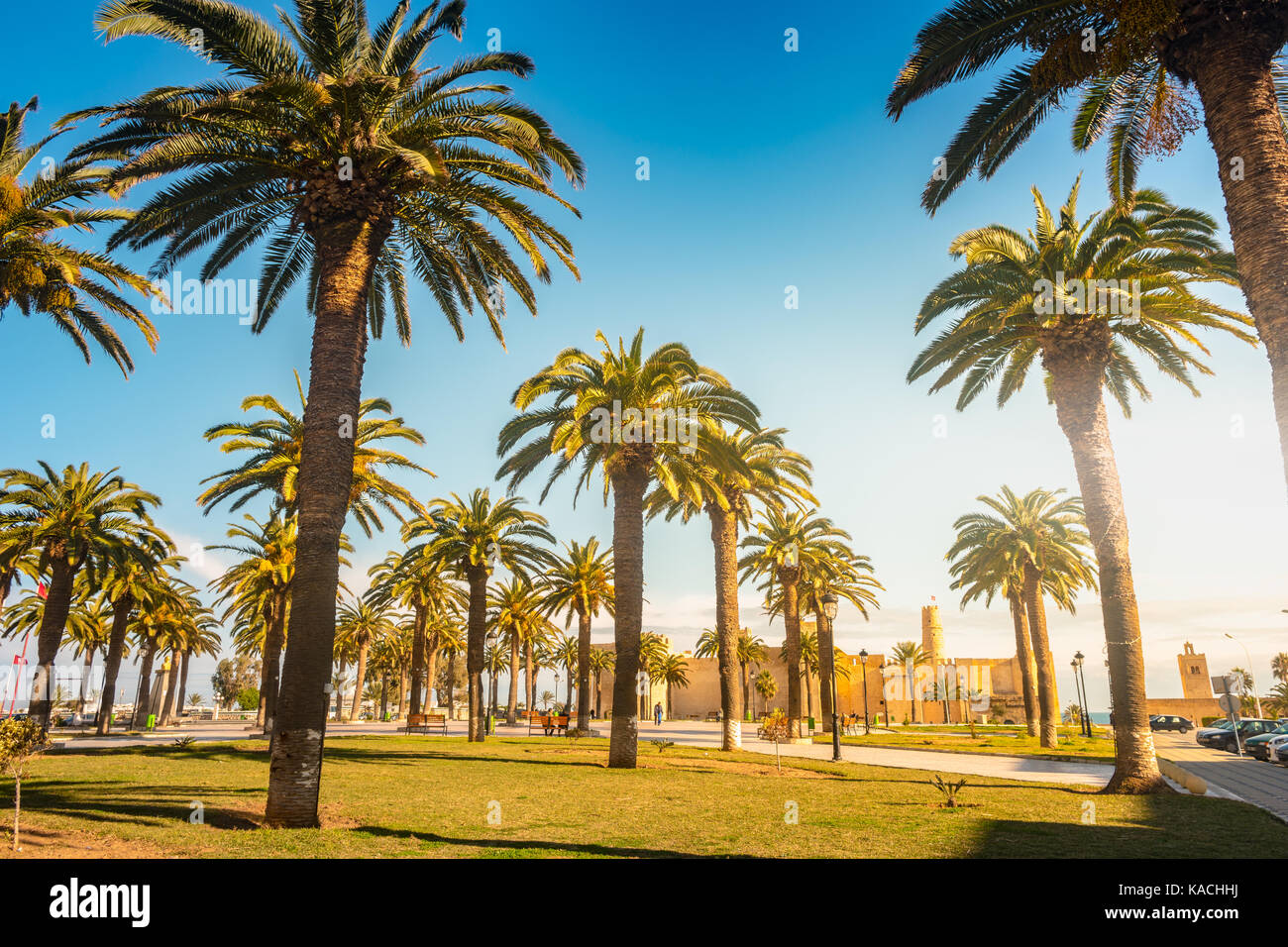Palm trees in a tropical resort at beautiful sunny day. Image of ...