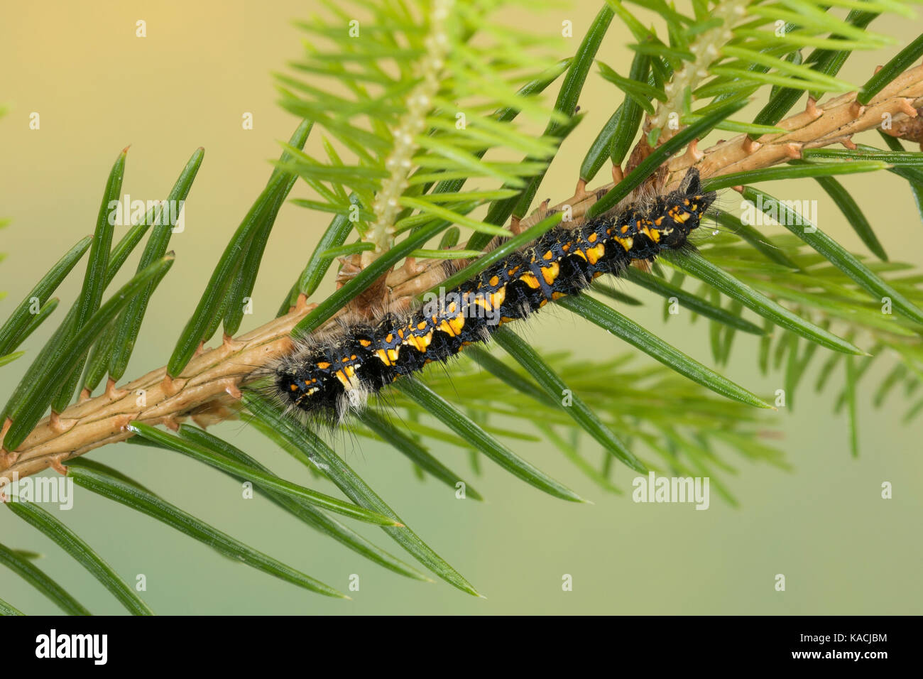 Mondfleckglucke, Mondfleck-Glucke, Nadelwald-Mondfleckspinner, Kienbaumspinner, Raupe frisst an Fichte, Cosmotriche lobulina, Cosmotriche lunigera, Go Stock Photo