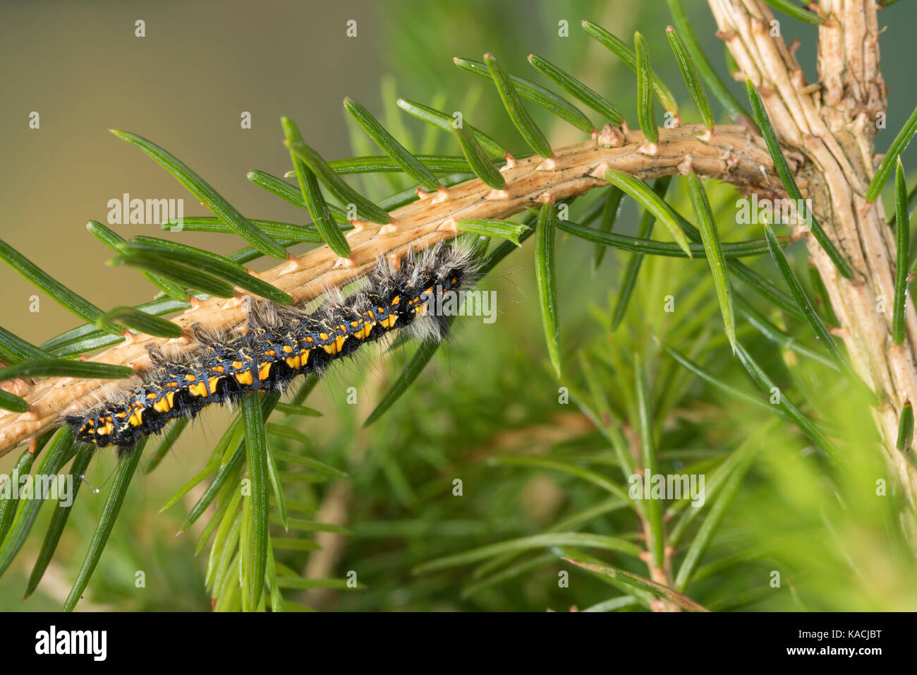 Mondfleckglucke, Mondfleck-Glucke, Nadelwald-Mondfleckspinner, Kienbaumspinner, Raupe frisst an Fichte, Cosmotriche lobulina, Cosmotriche lunigera, Go Stock Photo