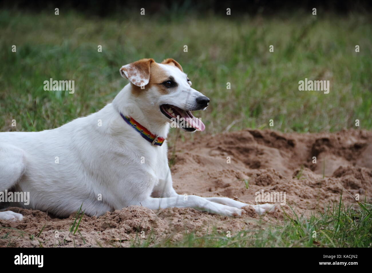 Perro mestizo hi-res stock photography and images - Alamy