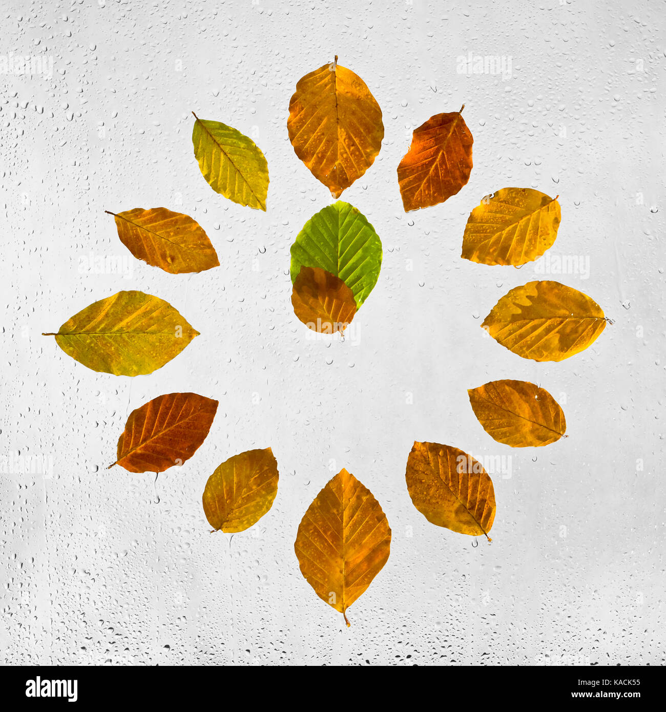 Clock stacked with colorful autumn beech leaves on the wet glass. Eleven o'clock. 11 . Stock Photo