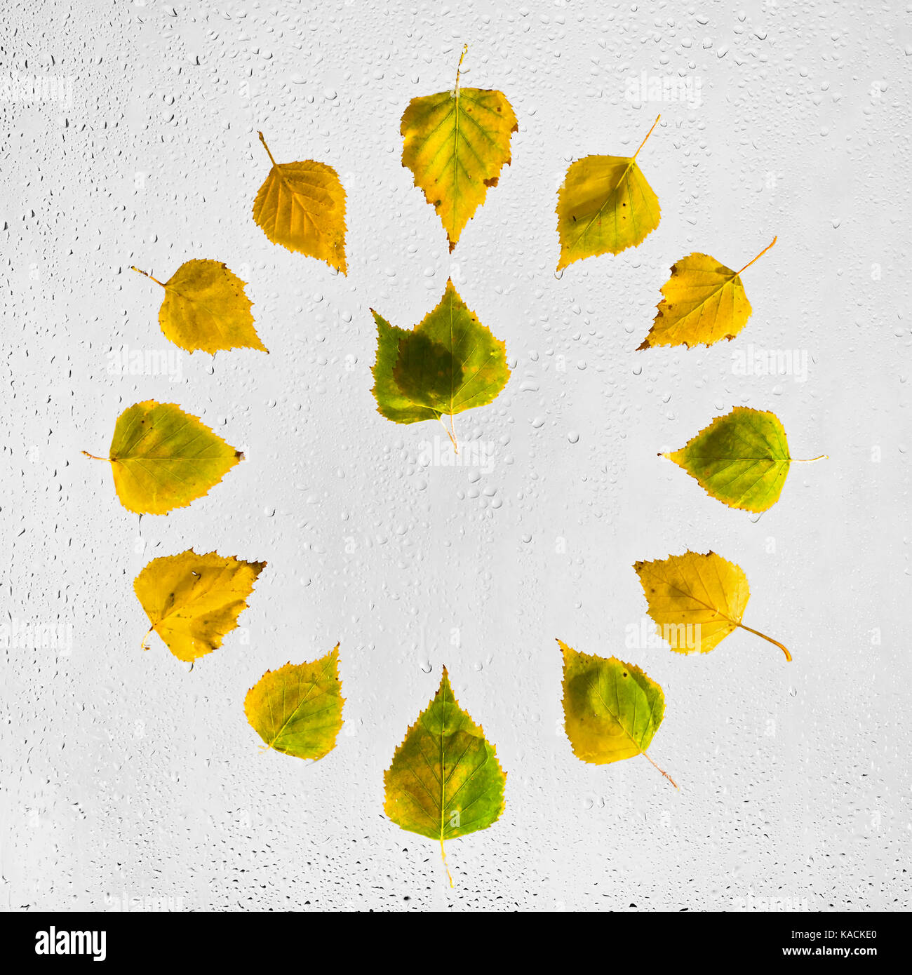 Clock stacked with colorful autumn birch leaves on the wet glass. Eleven o'clock. 11 . Stock Photo