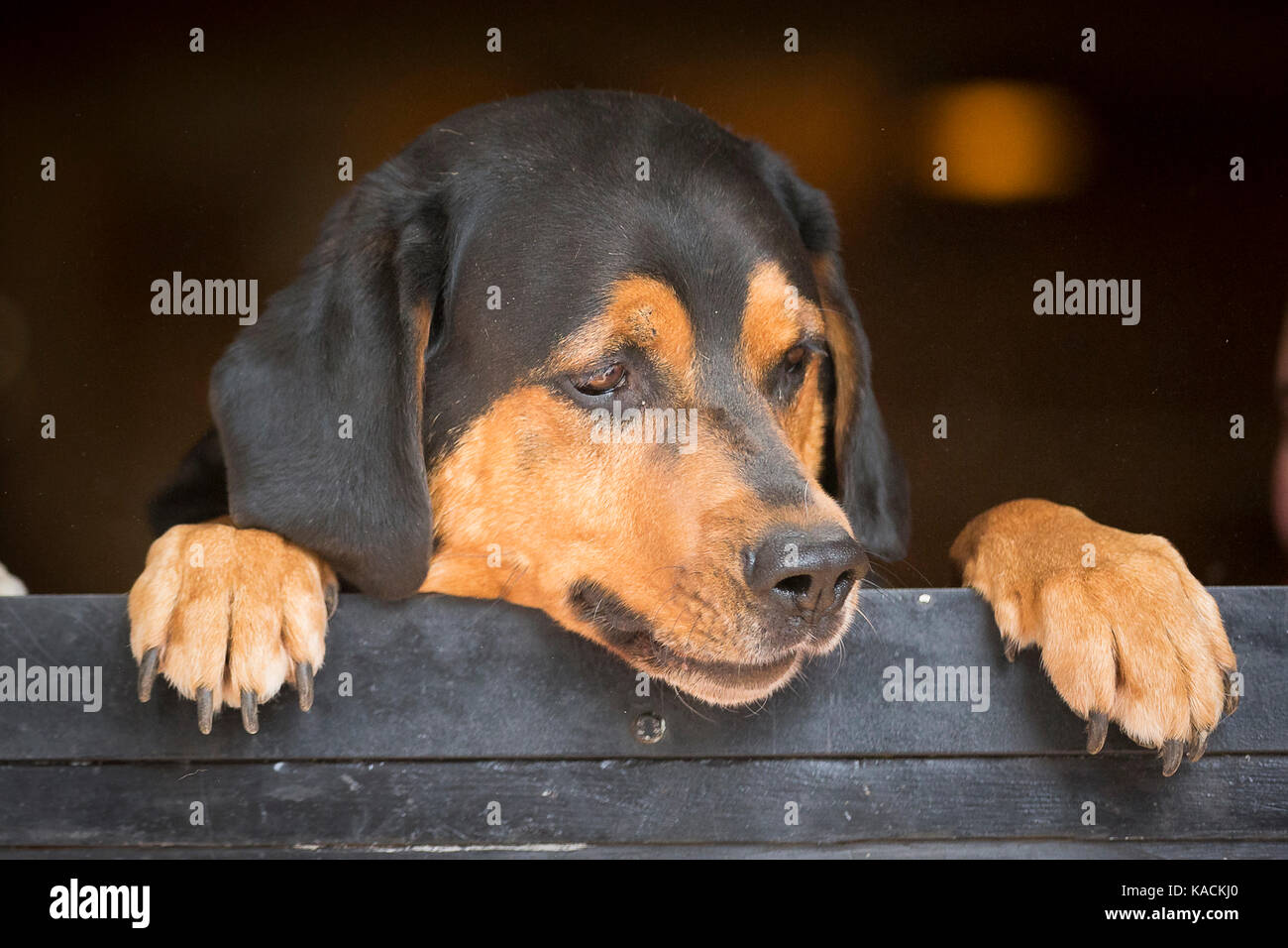Tyrolean Hound. Adult dog looking over a stable door. Germany Stock Photo