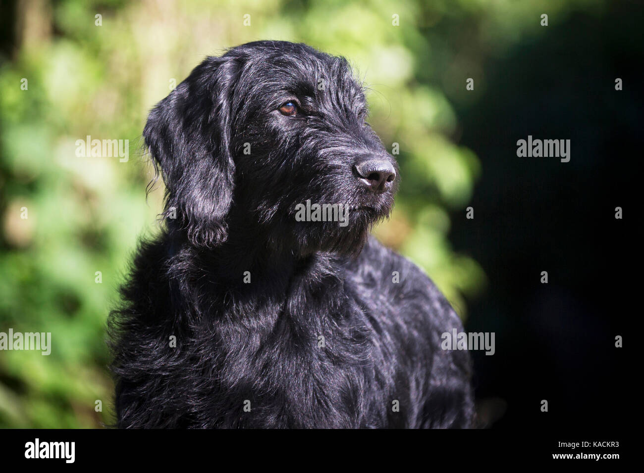 Labradoodle. Portrait of adult male. Germany Stock Photo