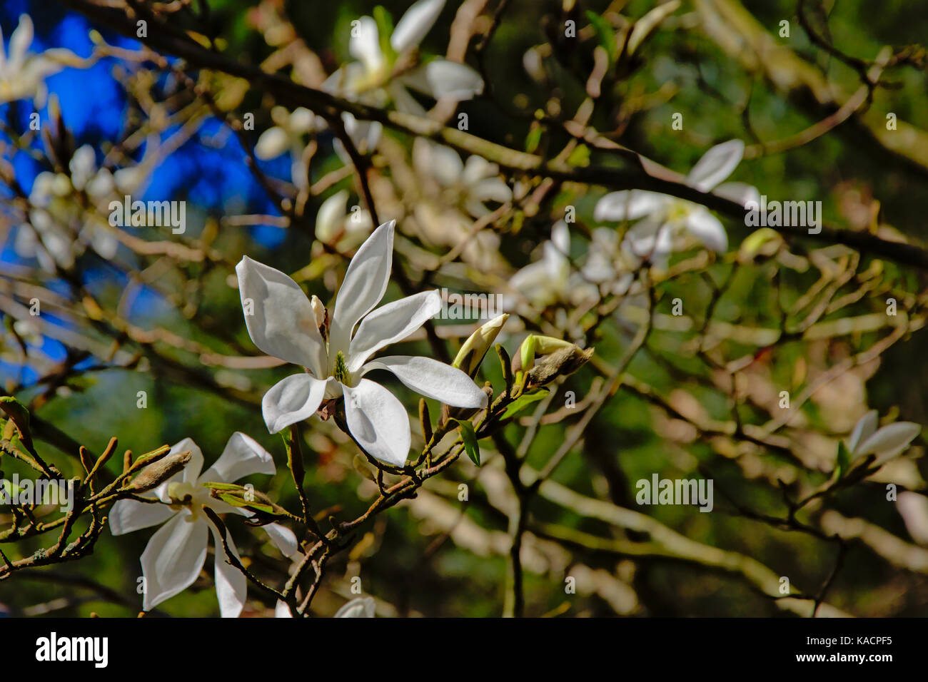 Sunny white spring flowers on a leafless tree,, selective focu Stock Photo
