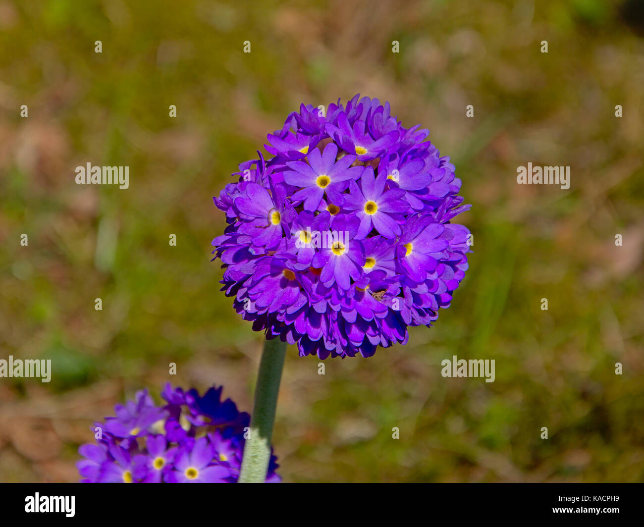 Royalty-Free Stock Photo Download Purple Allium Flower Bulbs Stock Photo - Image: 93372581     allium bulbs flower flowers focus heart purple selecti Stock Photo