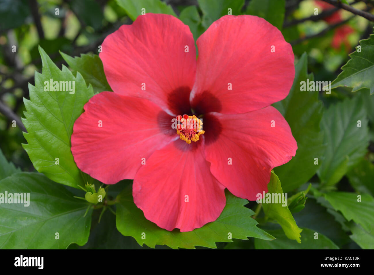 Hibiscus, a genus of flowering plants in the mallow family, Malvaceae Stock Photo