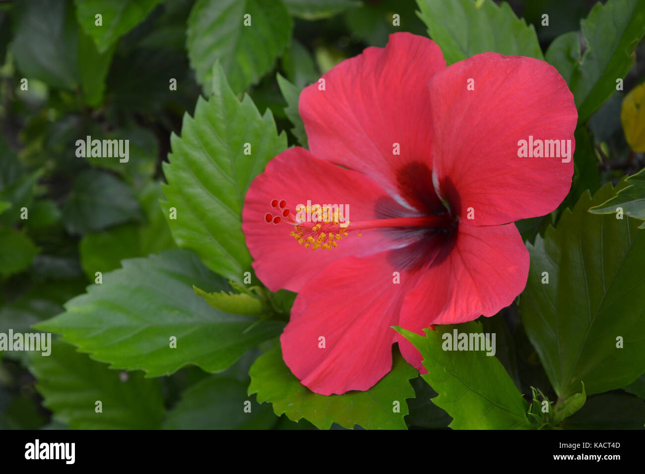Hibiscus, a genus of flowering plants in the mallow family, Malvaceae Stock Photo
