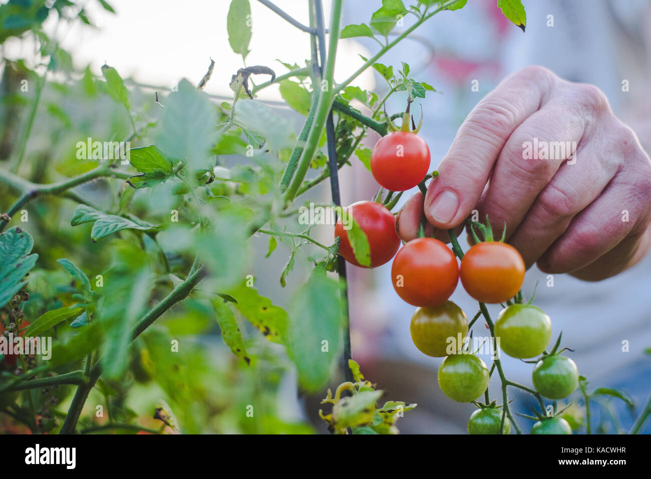 Man's hands holding a bunch of fresh, red cherry tomatoes Stock Photo ...