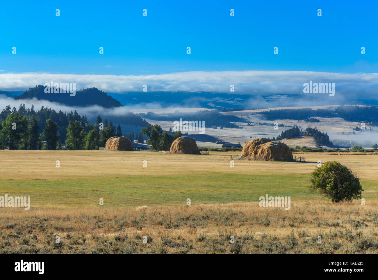 haystacks and morning fog in the avon valley near avon, montana Stock Photo