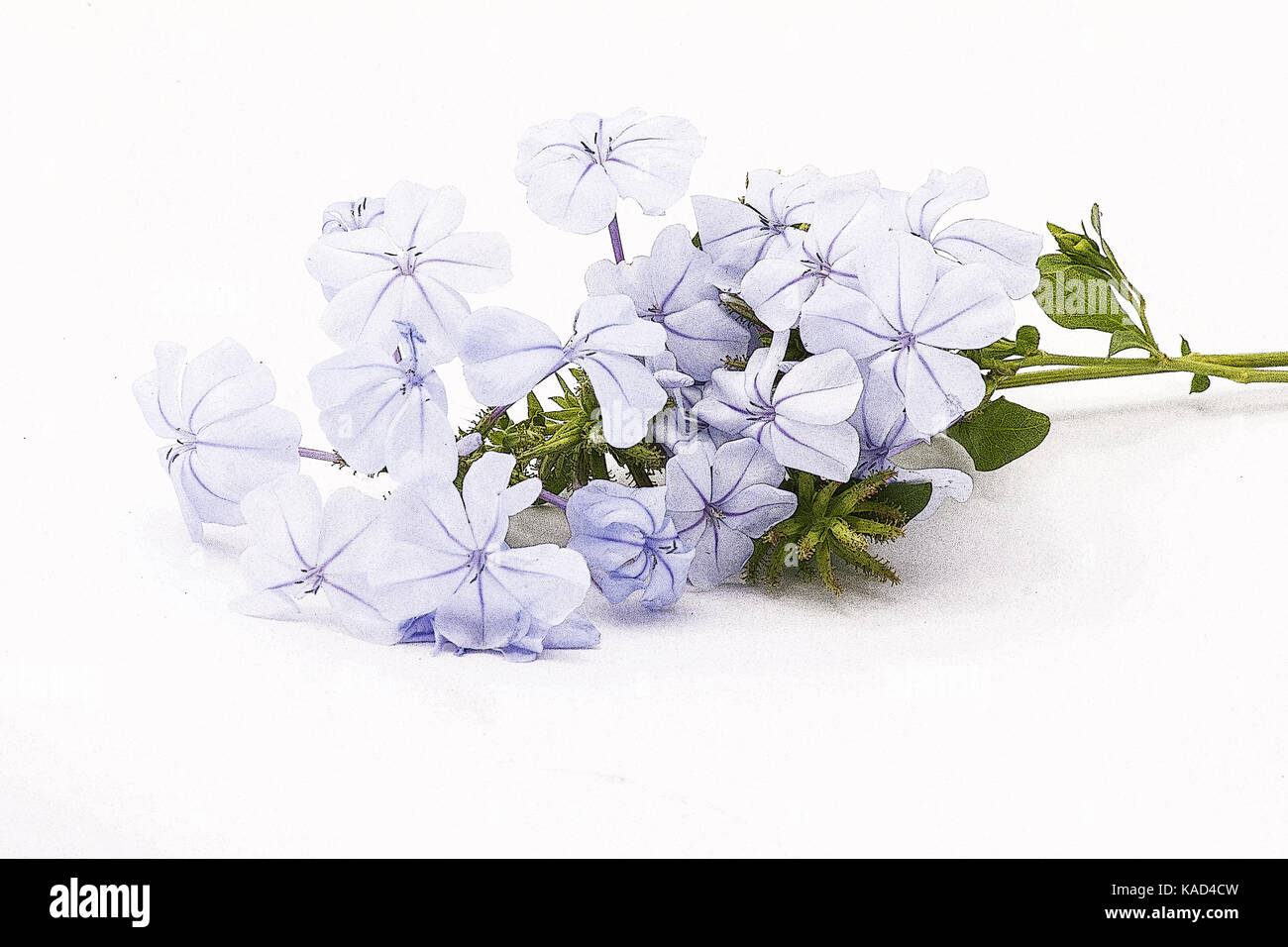 Ceratostigma willmottianum flowers on white background Stock Photo