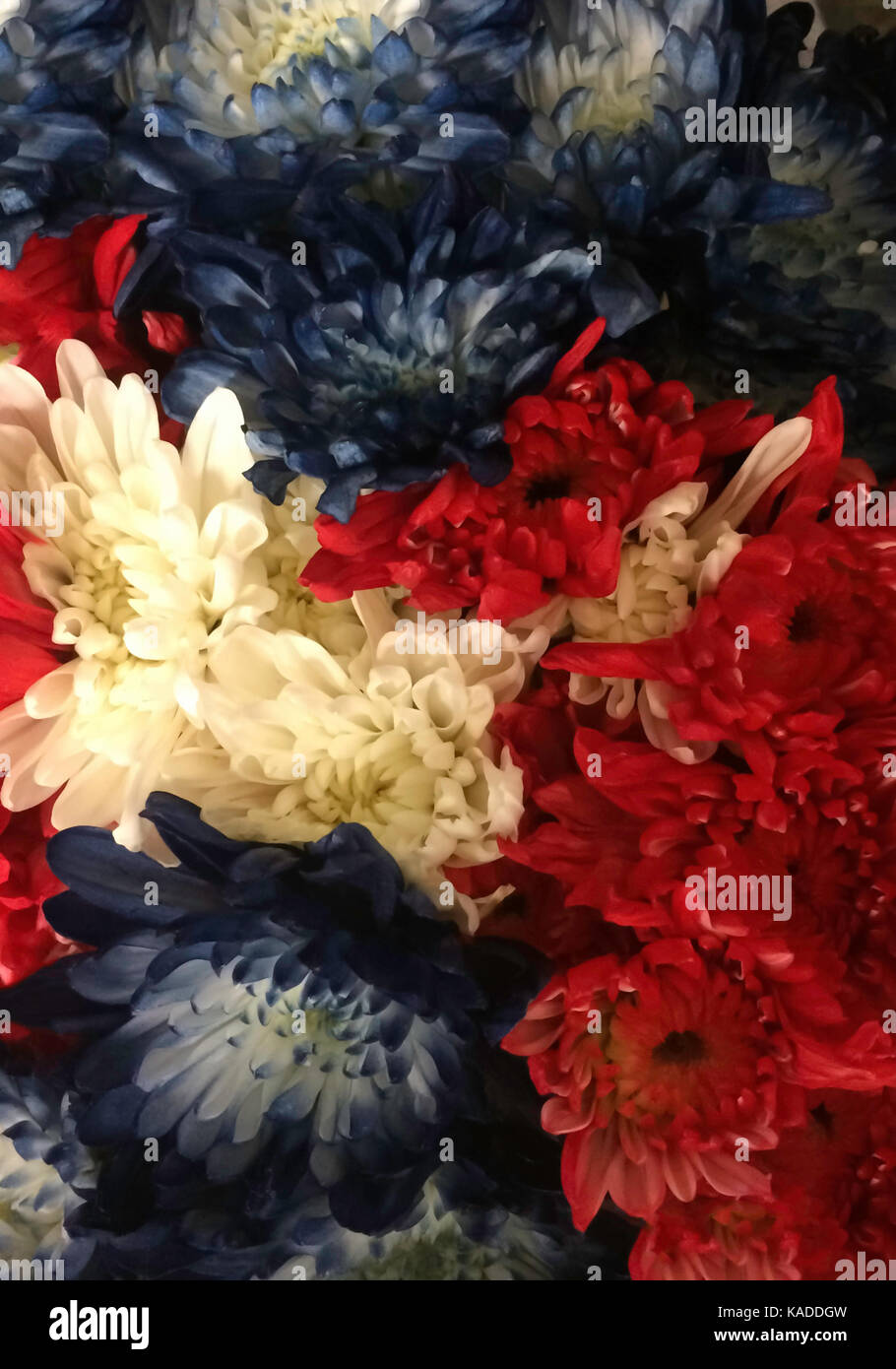 Red, White, and Blue Flowers Stock Photo