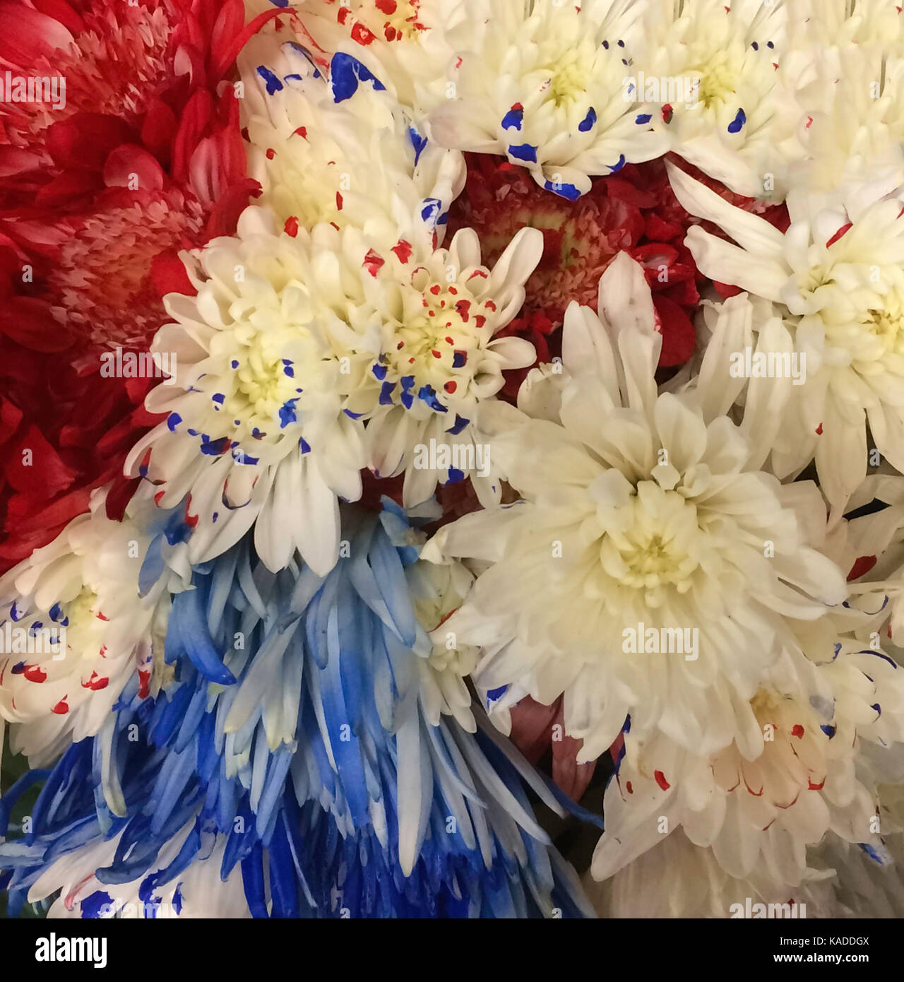 Daisy flower memorial day hires stock photography and images Alamy