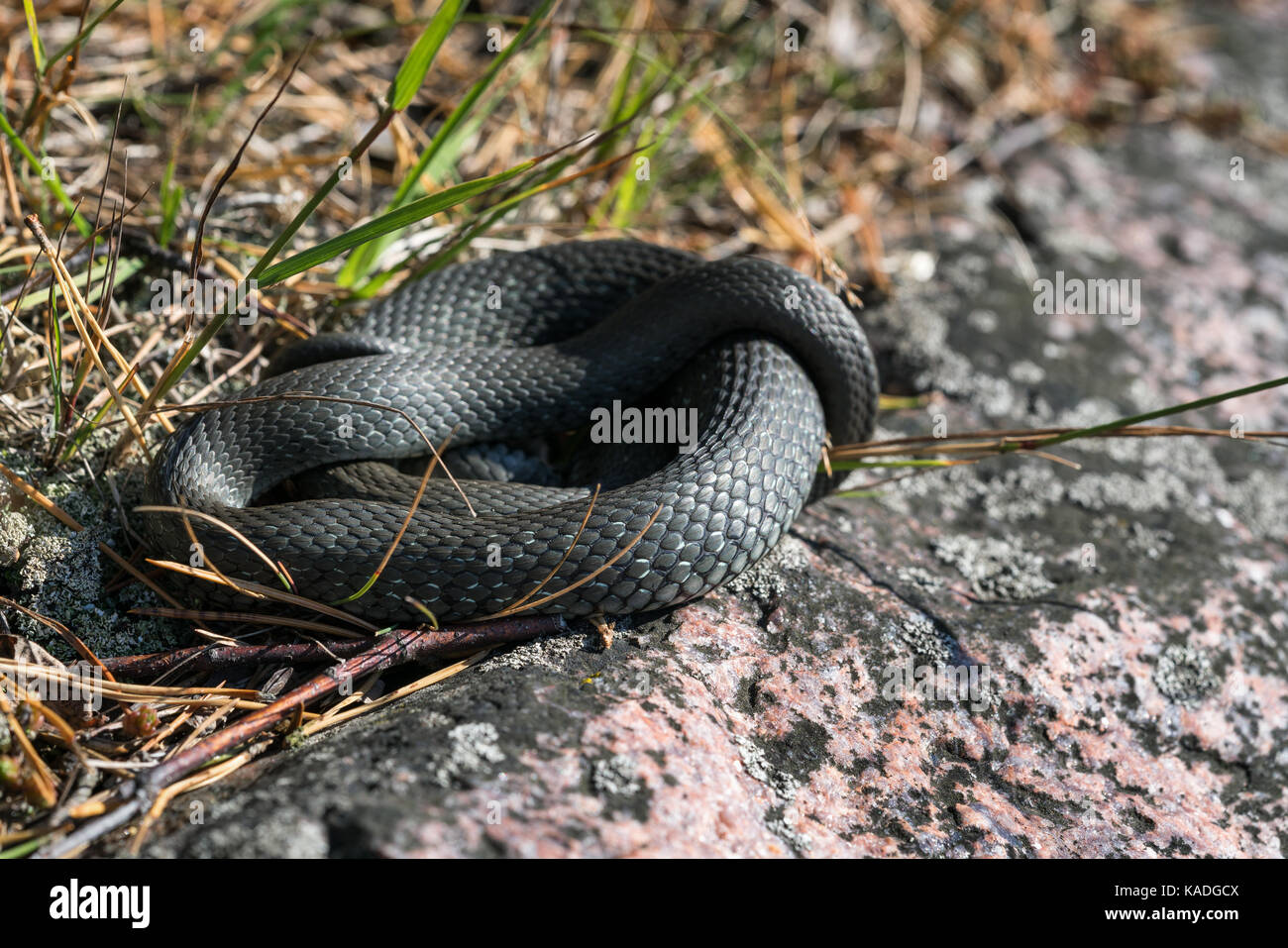 Grass snake trying to get warm in the autumn sun, Kirkkonummi archipelago, Finland, Europe, EU Stock Photo