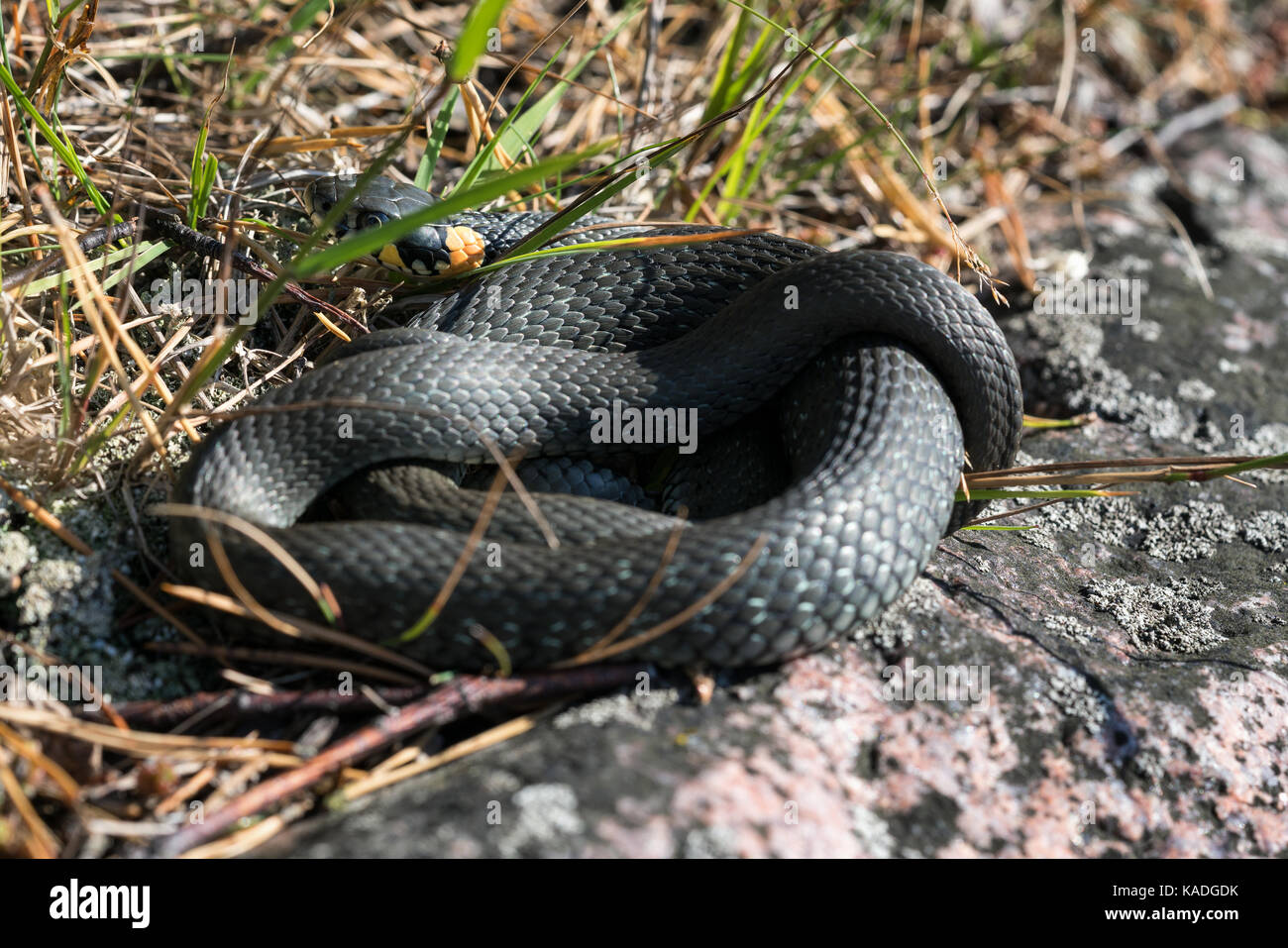 Warm blooded reptile hires stock photography and images Alamy