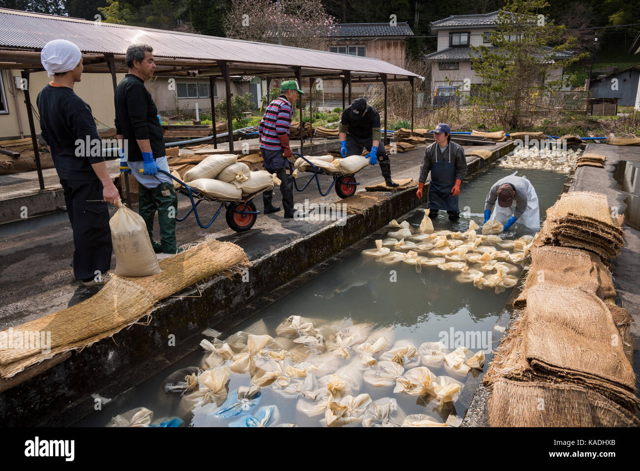 Rice Sprouting, Yutagawa Onsen, Tsuruoka City, Yamagata Prefecture, Japan Stock Photo