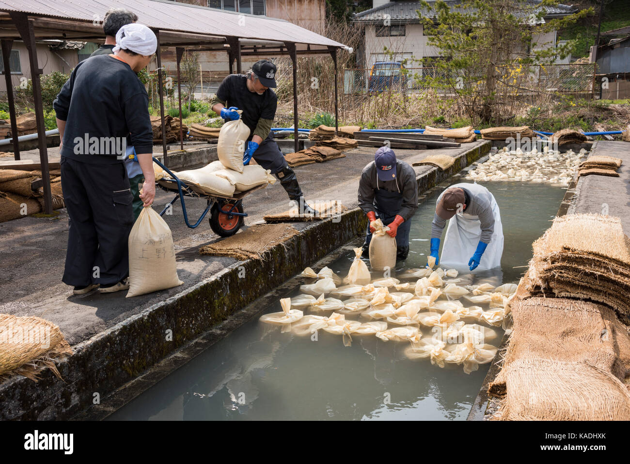 Rice Sprouting, Yutagawa Onsen, Tsuruoka City, Yamagata Prefecture, Japan Stock Photo