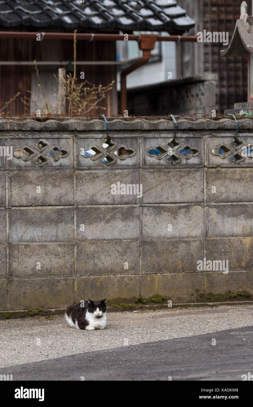 Cats in front of Wall, Yutagawa Onsen, Tsuruoka City, Yamagata Prefecture, Japan Stock Photo